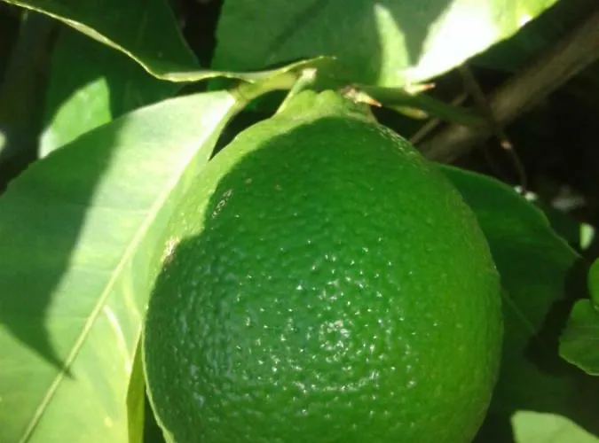 Sunny * 波尔托罗